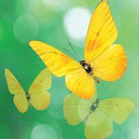 Goodbye Yellow Butterfly